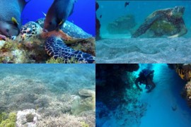 100组全4K海底世界视频素材：沉浸式海洋视觉套装